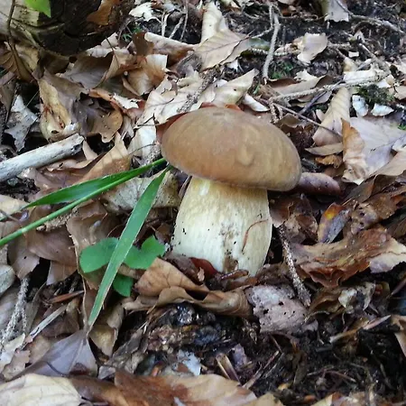 Daire Balon Kranjska Gora