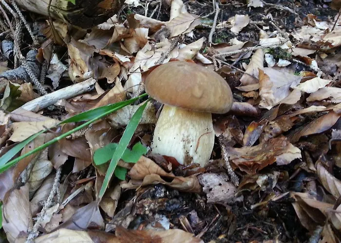 Apartament Balon Kranjska Gora